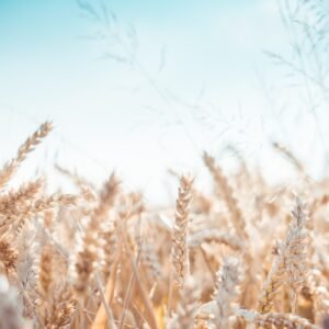 wheat plants