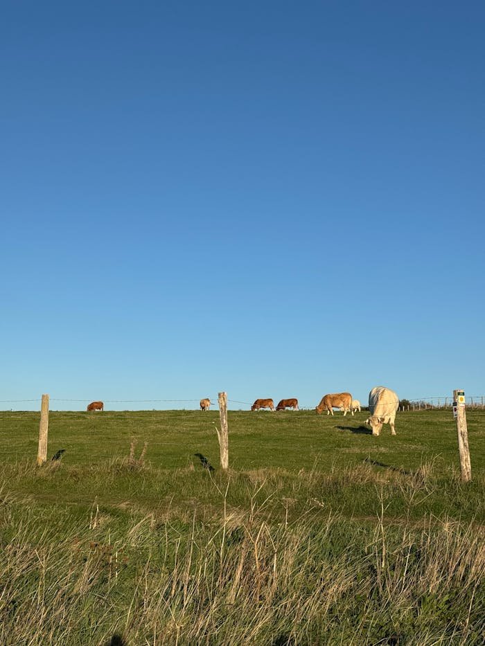 grazing-cattle-on-sunny-pastureland-32487748