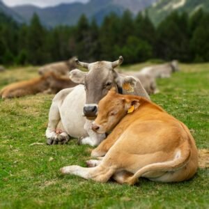 brown and white short coated dog lying on green grass field during daytime