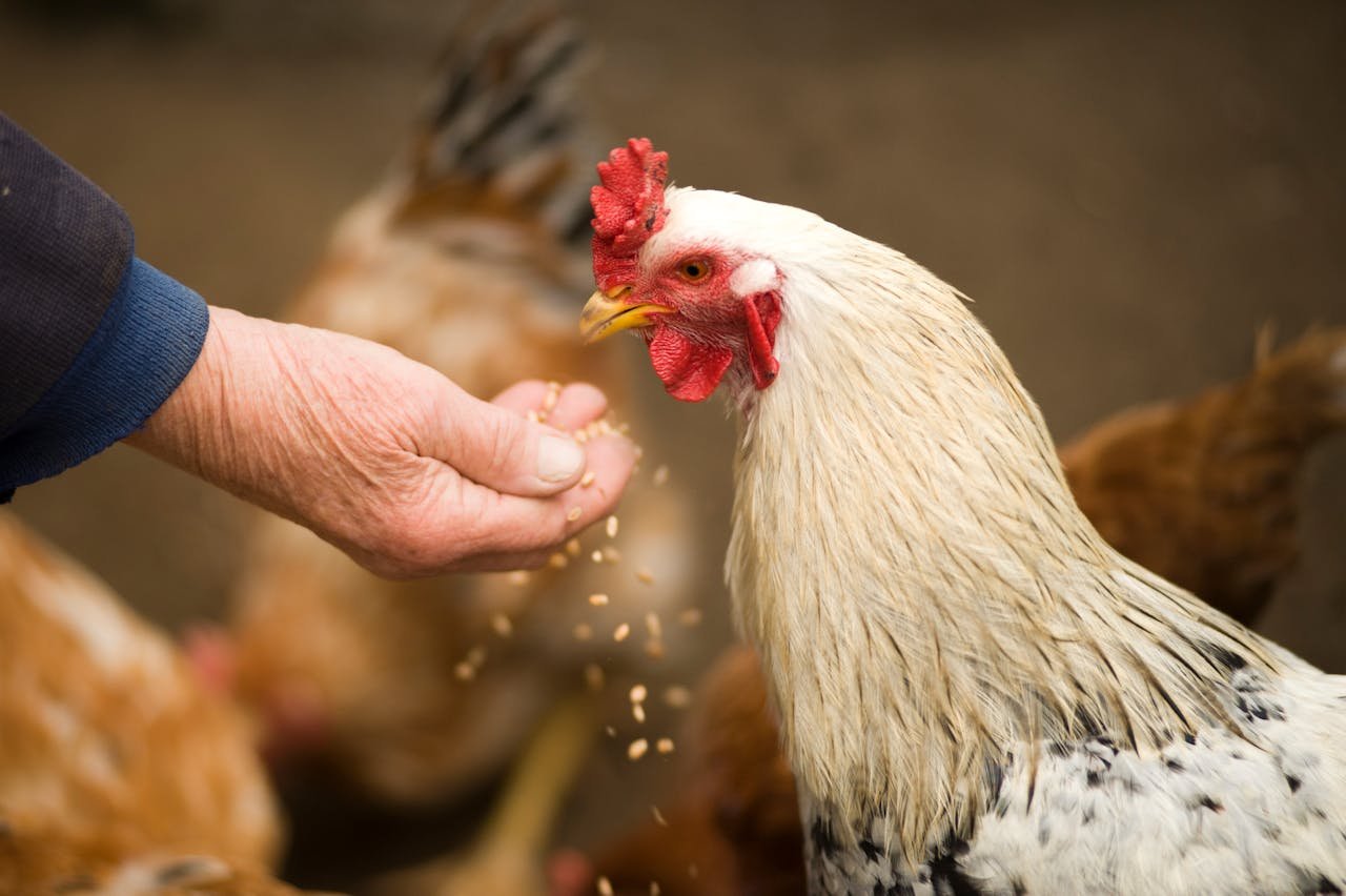 Close-up of a rooster eating grains from a persons hand in a rural farm setting.