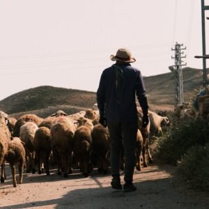 Contactar ganadero en Segovia